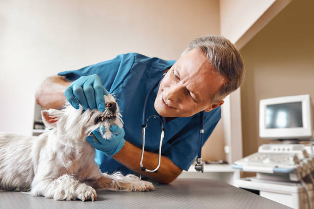 Best Walk-In Emergency Dental Services in San Diego, CA